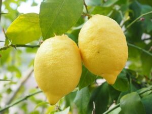 best fruits during pregnancy